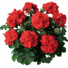 Toscana® Medio Scarlet (Falko)